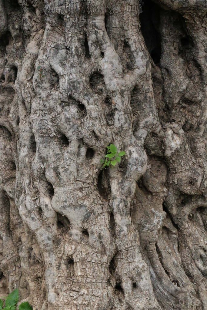 Hiking through Wadi Rayan Yabis between Ajloun and Jordan Valley