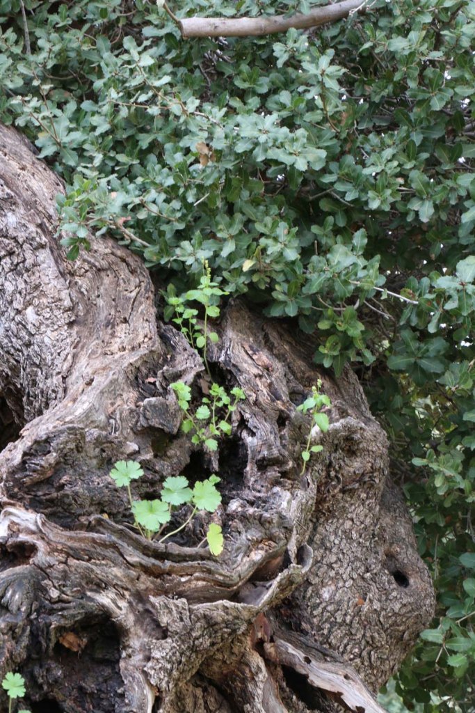Hiking through Wadi Rayan Yabis between Ajloun and Jordan Valley