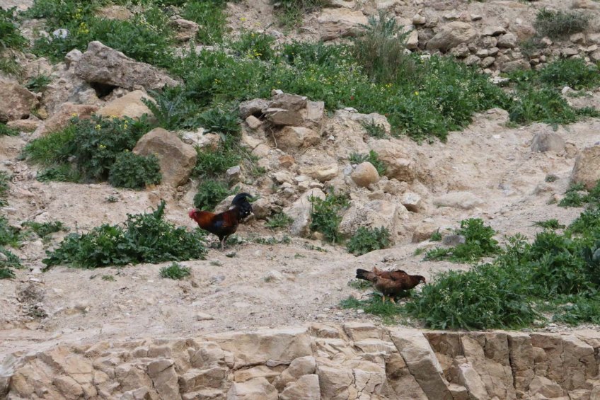 Hiking through Wadi Rayan Yabis between Ajloun and Jordan Valley