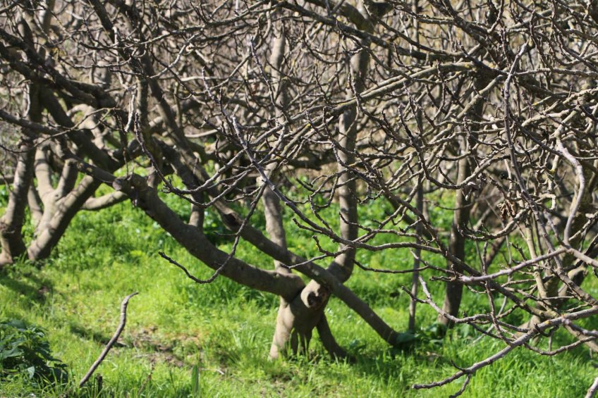 Hiking through Wadi Rayan Yabis between Ajloun and Jordan Valley