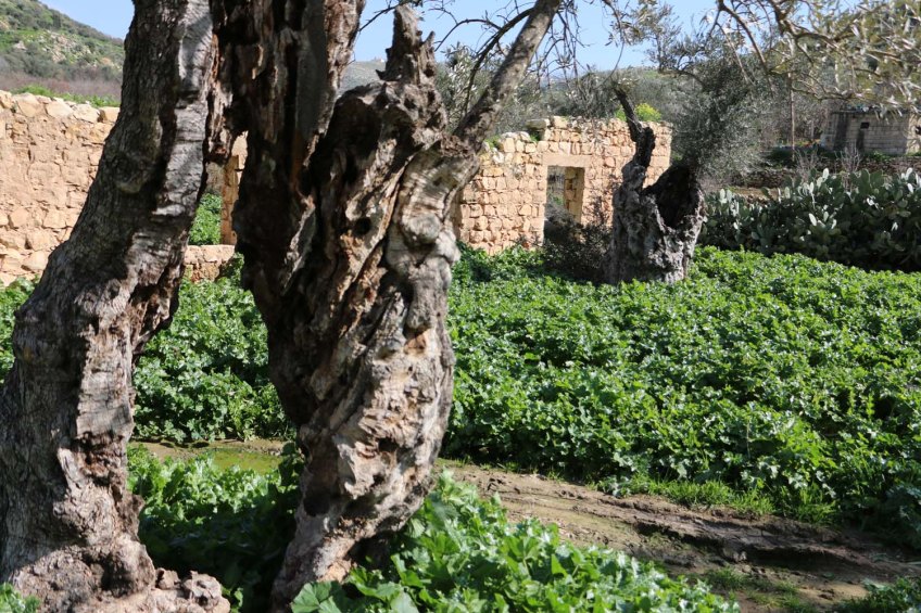 Ancient Roman Olive Trees in Wadi Rayan Wadi Yabis