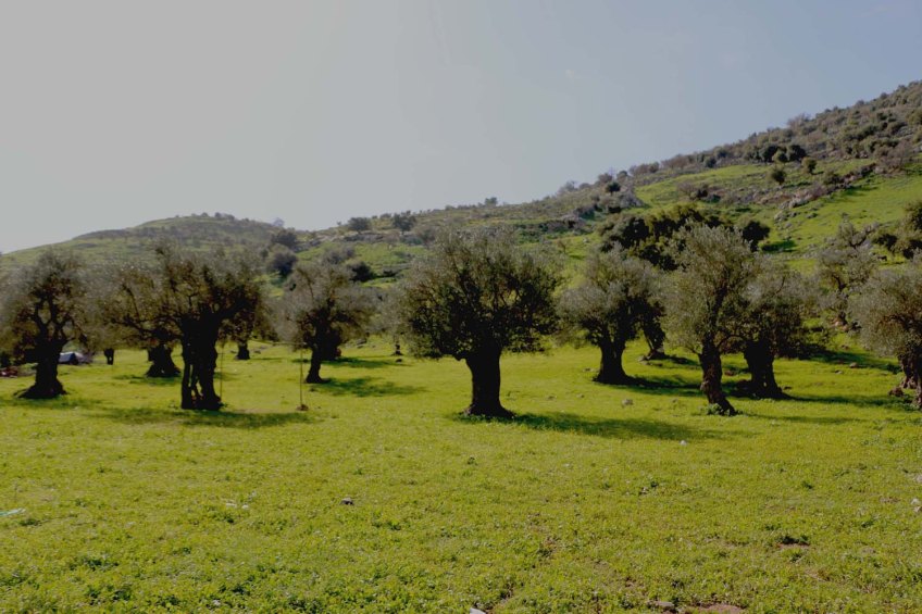 Ancient Roman Olive Trees in Wadi Rayan Wadi Yabis