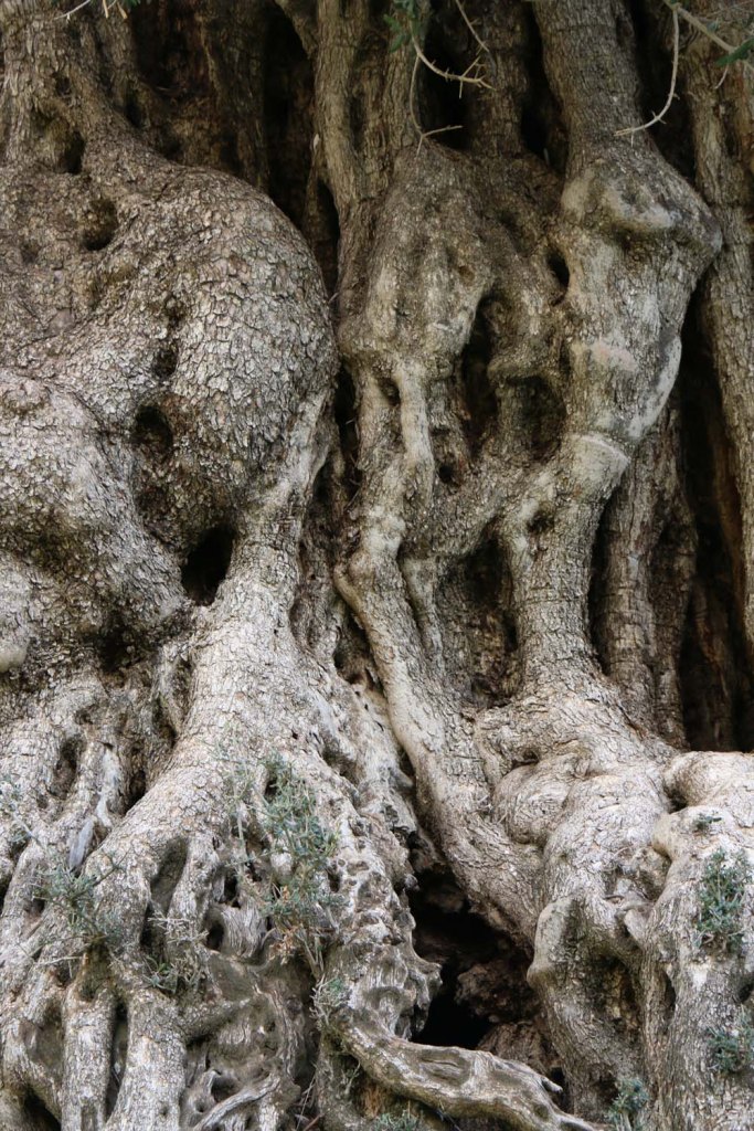 Ancient Roman Olive Trees in Wadi Rayan Wadi Yabis