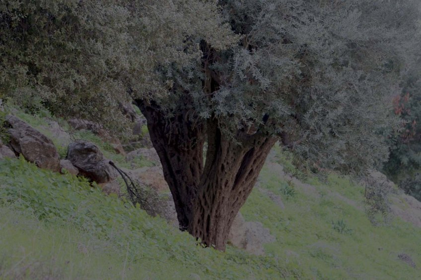 Ancient Roman Olive Trees in Wadi Rayan Wadi Yabis
