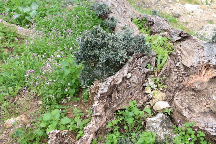 Ancient Roman Olive Trees in Wadi Rayan Wadi Yabis