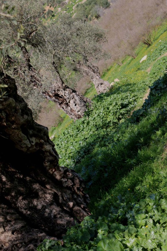 Ancient Roman Olive Trees in Wadi Rayan Wadi Yabis 