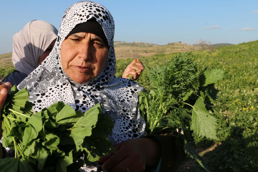 Hiking through Wadi Rayan Yabis between Ajloun and Jordan Valley