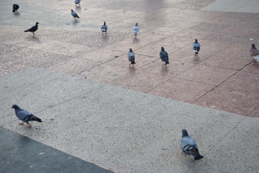 pigeons in barcelons