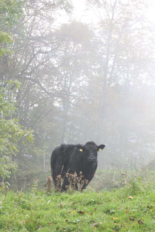 Black Cow at the Jura Mountains Switzerland