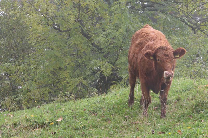 Jura Mountains Switzerland