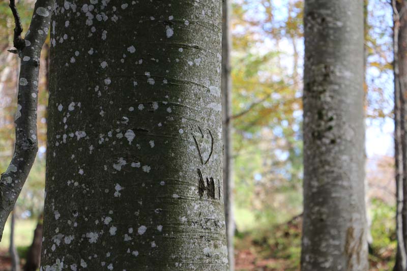 Heart carved in a tree