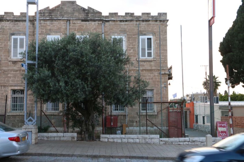 Architecture houses and nature of Haifa Palestine Israel