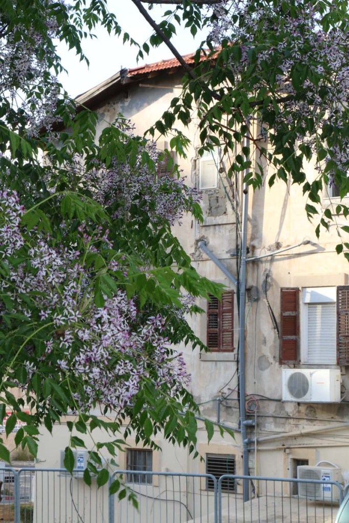 Architecture houses and nature of Haifa Palestine Israel