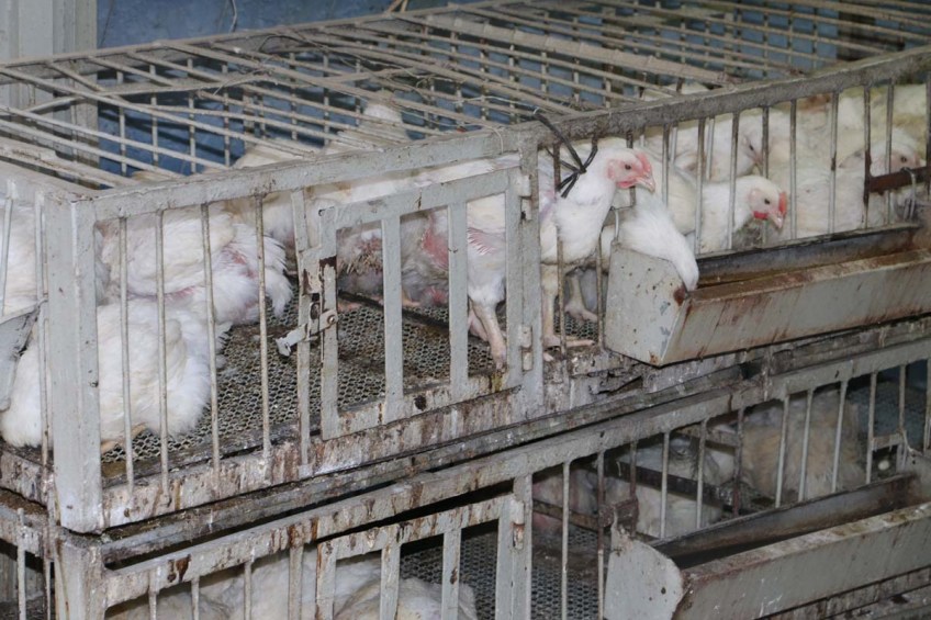 Downtown Nablus البلد