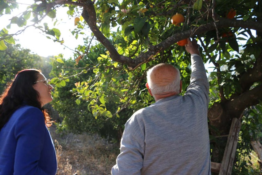 An old man picking oranges in a village next to Nazareth