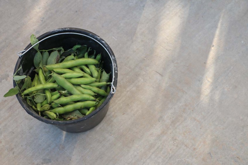 A small Arabian Palestinian village next to Nazareth Nasra