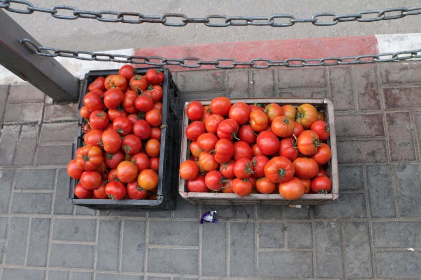 Fresh red tomatoes in Ramalla