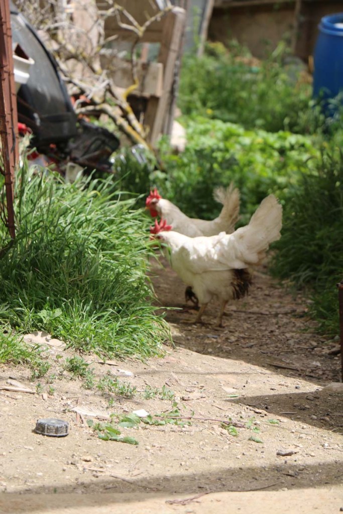 My visit to Ramalla West Bank Palestine Israel Conflict