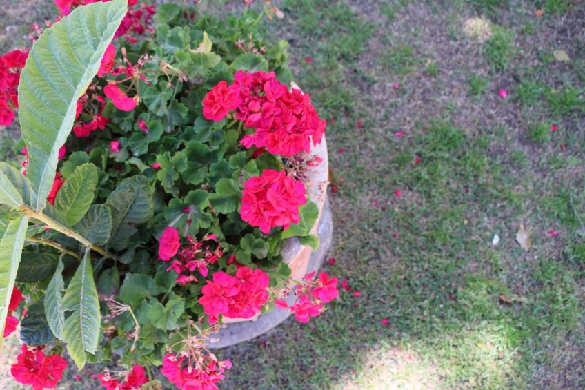 Old houses architecture and streets of Haifa