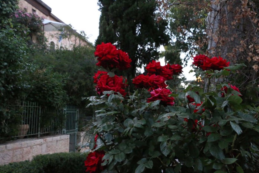 red roses The mill in jerusalem