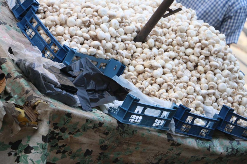 Old tripoli طرابلس القديمة