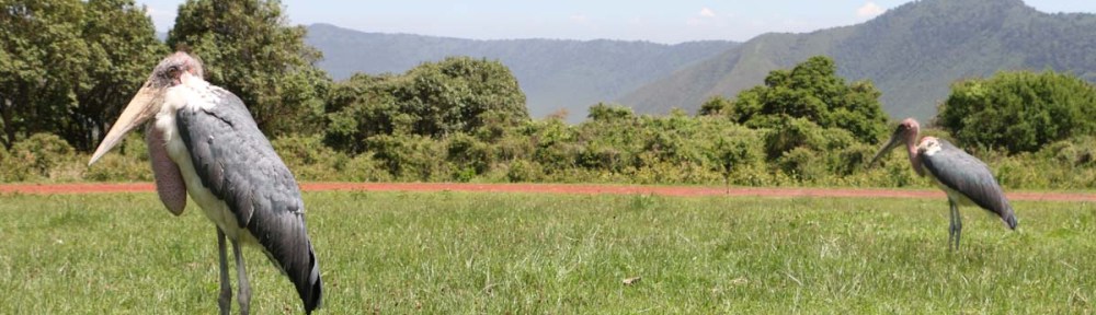 bird, jungle, tanzania, safari