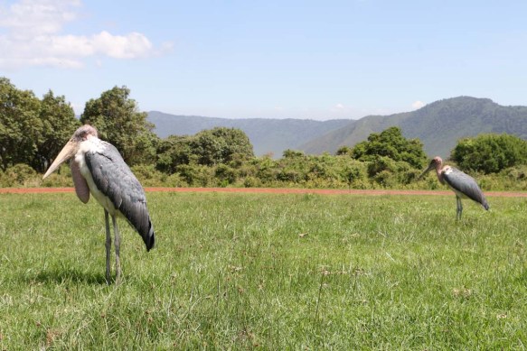 bird, jungle, tanzania, safari
