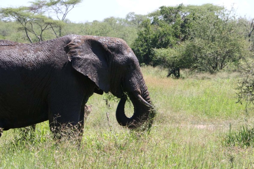 elephant, serengeti, tanzania, jungle, animal, wild