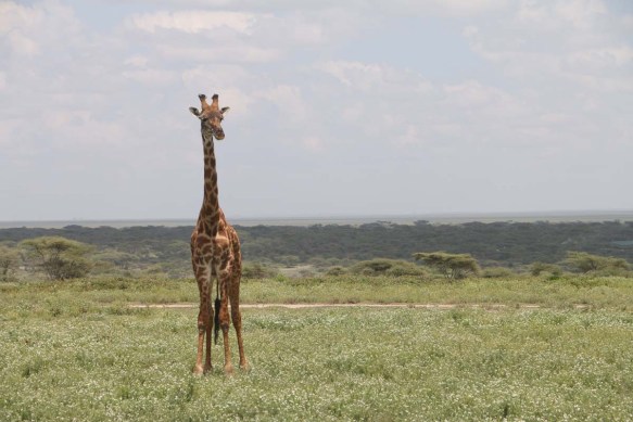 giraffe, wild, tanzania, jungle, safari,