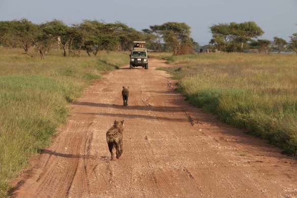 hyena, jungle, wild, Serengeti,