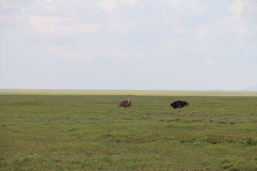 ostrich, safari, Serengeti, jungle, wild, animal, tanzania