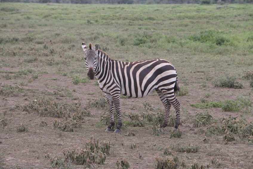 Zebra-tanzania-serengetti-safari-animal-jungle-46