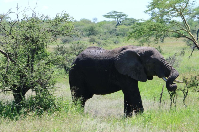 elephant, serengeti, tanzania, jungle, animal, wild