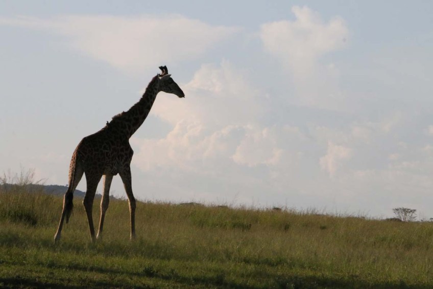 giraffe, wild, tanzania, jungle, safari,