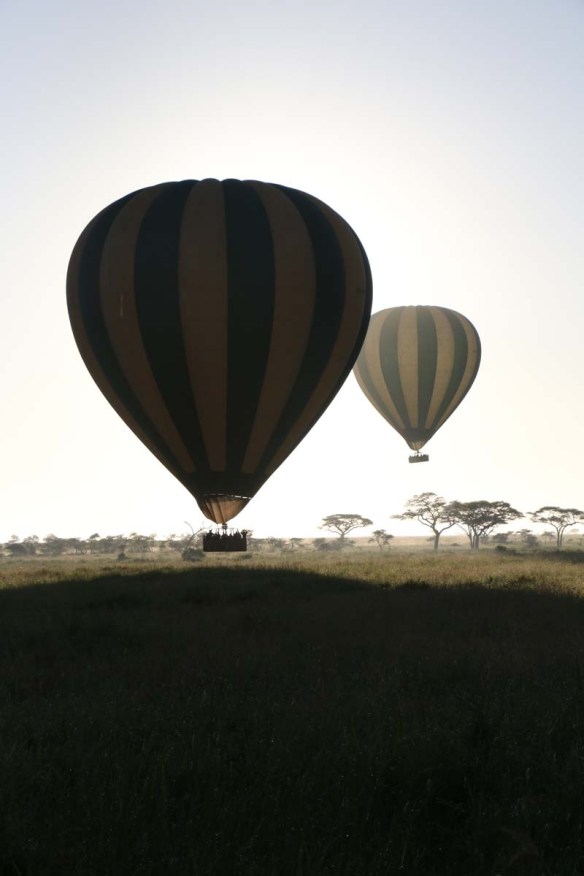 hot air balloon, safari, jungle, Serengeti, sunrise