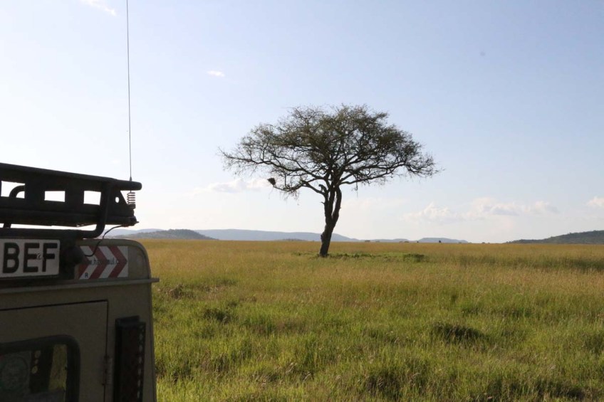 Leopard, cheetah, jungle, safari, tanzania, Serengeti