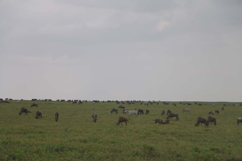 wild beast, jungle, wild, serengeti, tanzania, animal