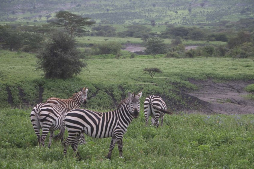 Zebra-tanzania-serengetti-safari-animal-jungle-46