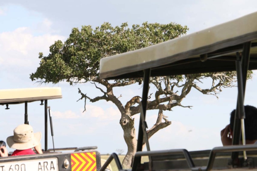 Leopard, cheetah, jungle, safari, tanzania, Serengeti