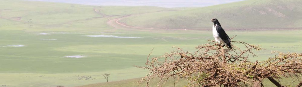 bird, jungle, tanzania, safari