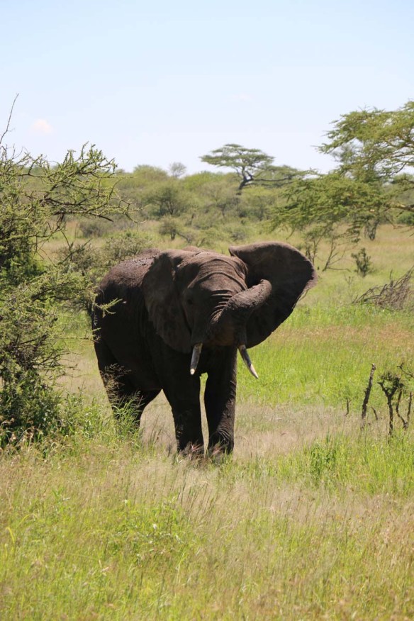 elephant, serengeti, tanzania, jungle, animal, wild