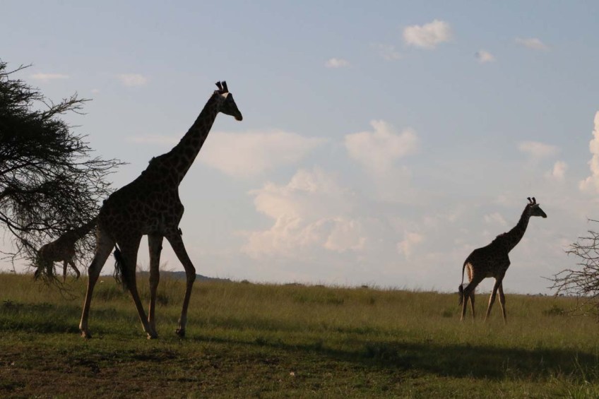 giraffe, wild, tanzania, jungle, safari,