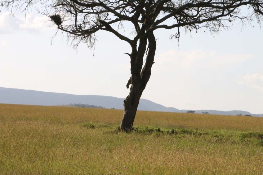 Leopard, cheetah, jungle, safari, tanzania, Serengeti