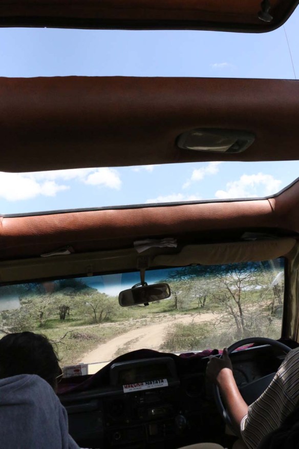 ride, jungle, tanzania, safari, Serengeti