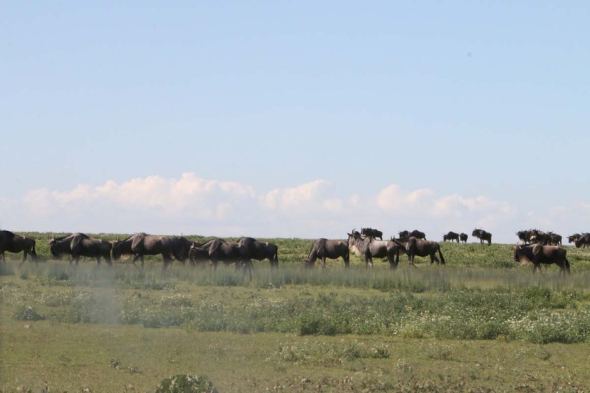 wild beast, jungle, wild, serengeti, tanzania, animal