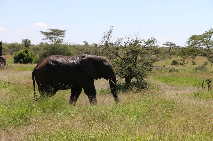 elephant, serengeti, tanzania, jungle, animal, wild