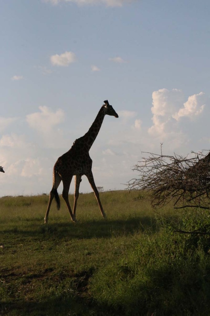 giraffe, wild, tanzania, jungle, safari,