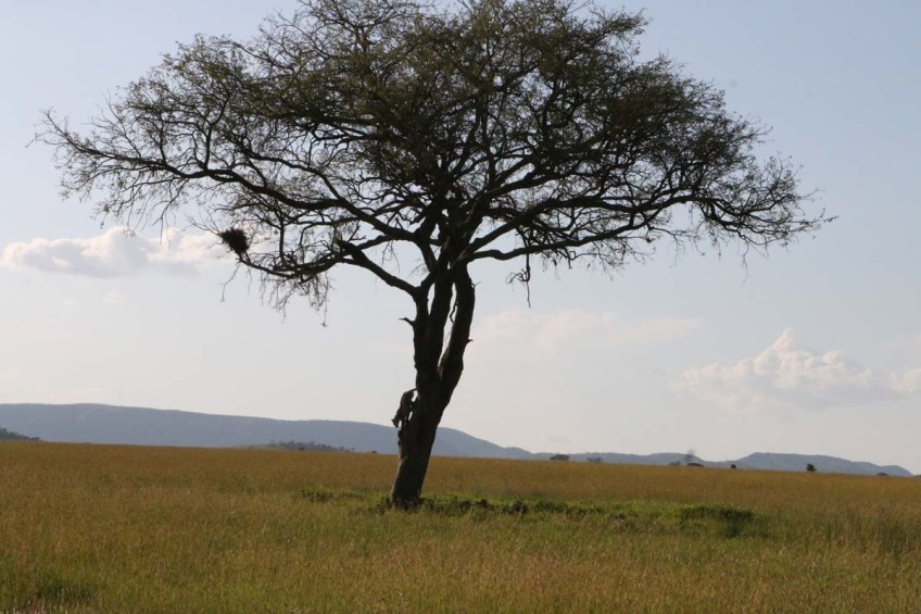 Leopard, cheetah, jungle, safari, tanzania, Serengeti