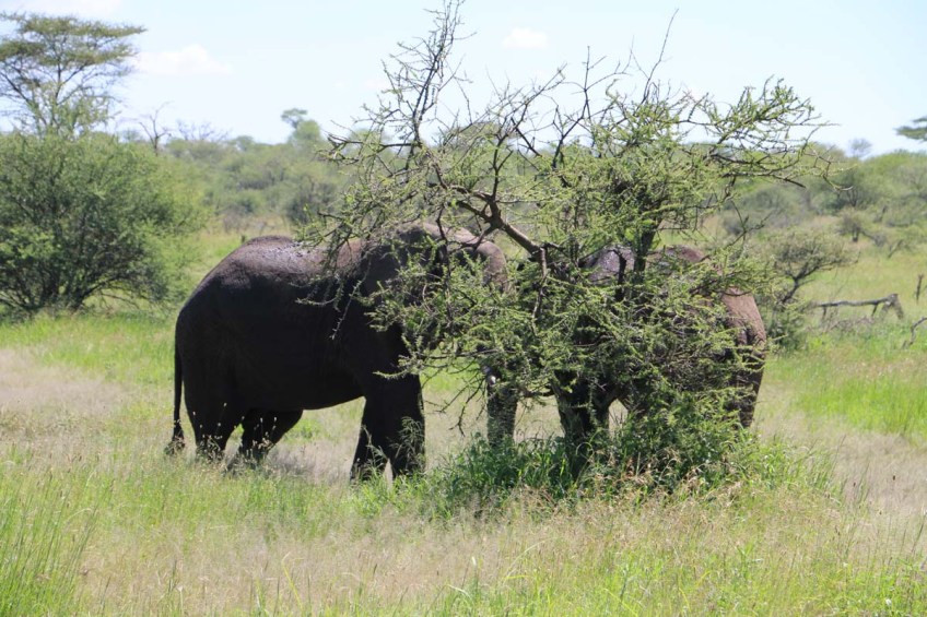 elephant, serengeti, tanzania, jungle, animal, wild
