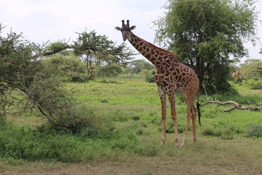 giraffe, wild, tanzania, jungle, safari,